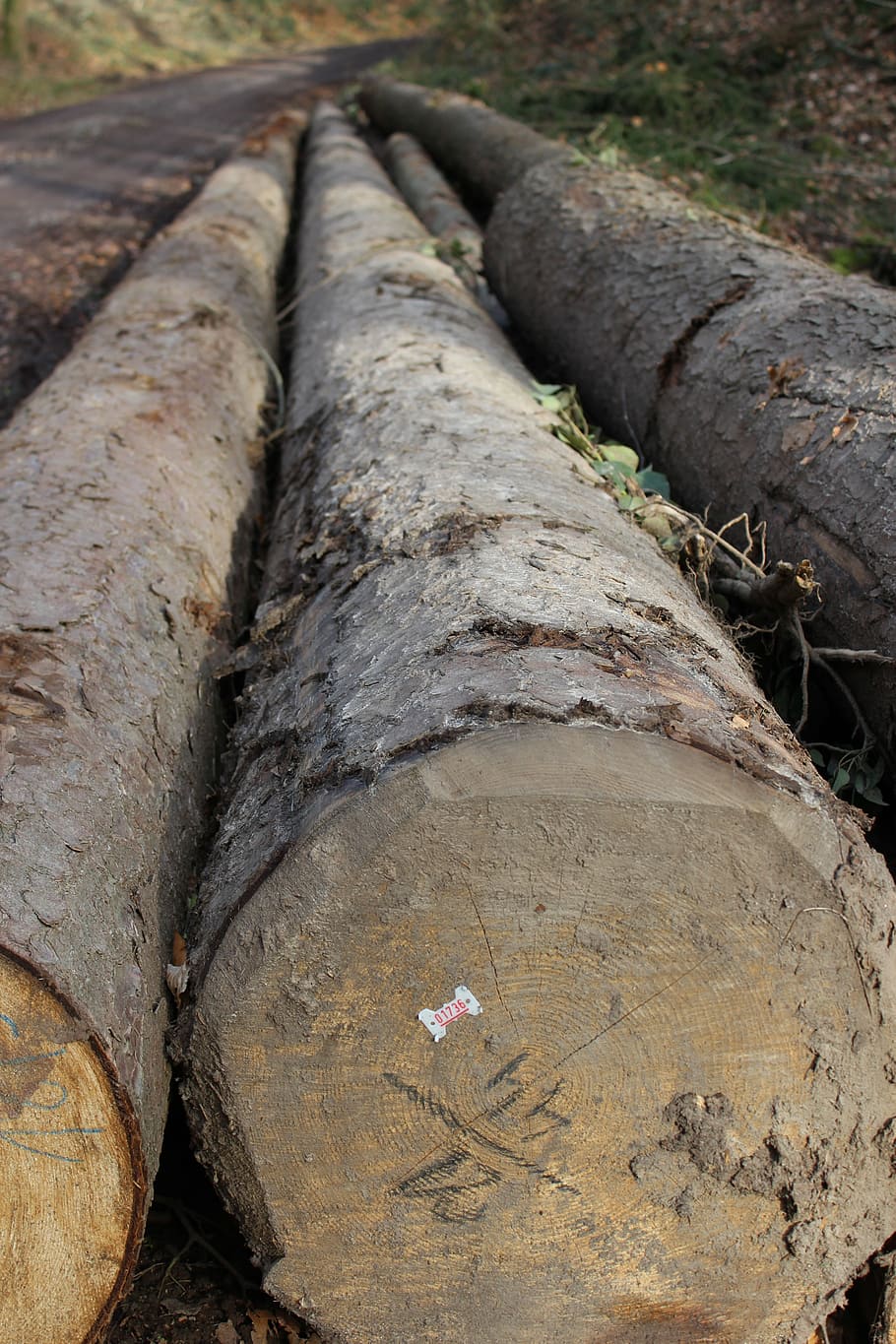tree, log, bark, nature, tribe, wood, dead tree, thicker stem HD wallpaper