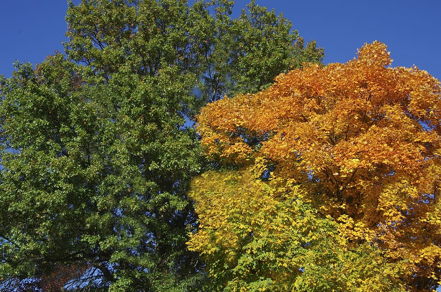 Trees, Fall Colors, Autumn, upper branches, coma, flower, plant HD wallpaper