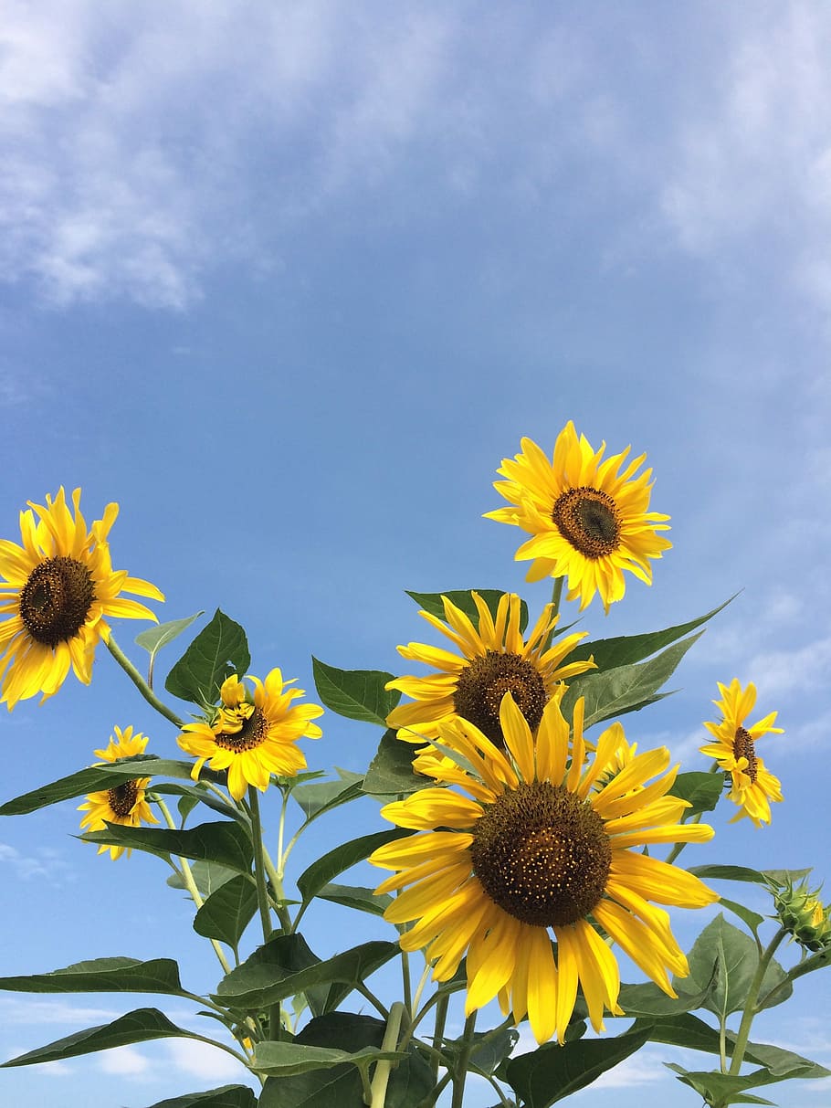 Sunflower, Flowers, Yellow, flower head, plant, nature, petal HD wallpaper
