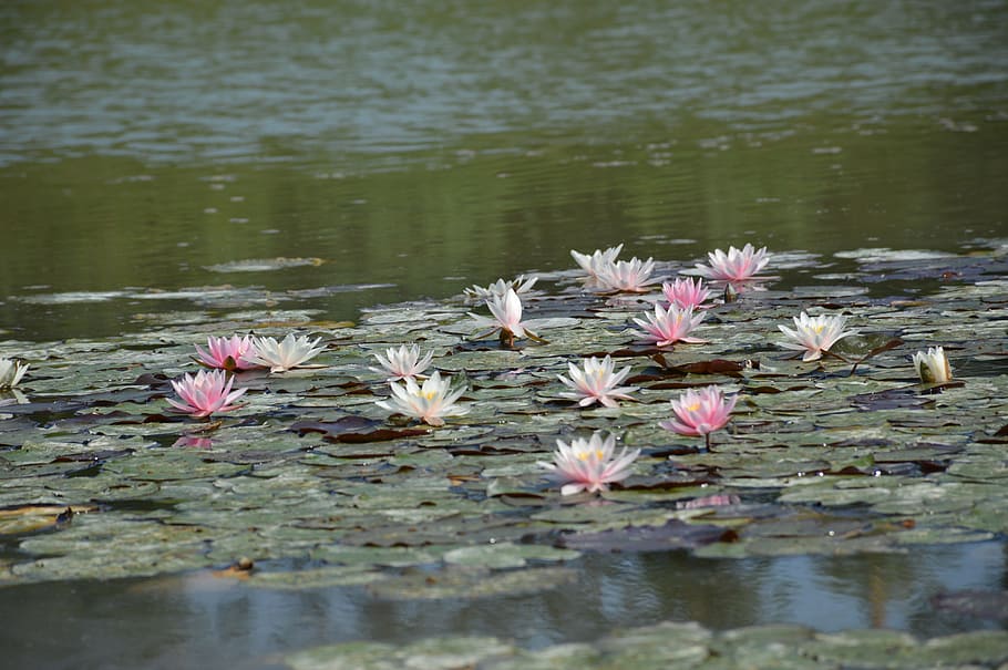 pink and white lilies, waterlily, lotus, pond, surface, flower, HD wallpaper