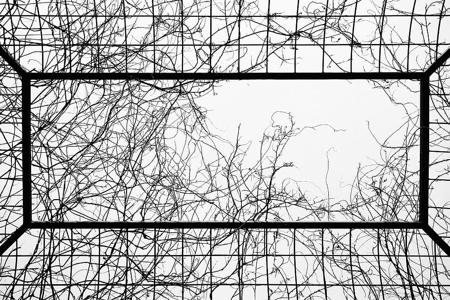 untitled, Cage, Branch, Bald, Grid, Windows, wire, fence, backgrounds HD wallpaper