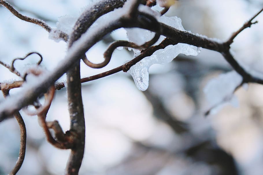 Branch, Icicle, Snow, Winter, Nature, macro, bush, branches HD wallpaper