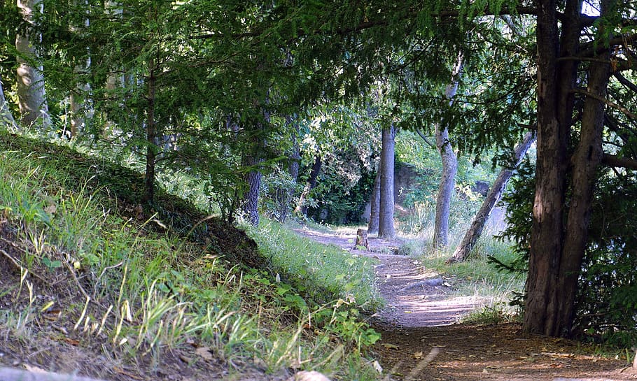 trail, path, landscape, trees, nature, forest, outdoors, hiking HD wallpaper