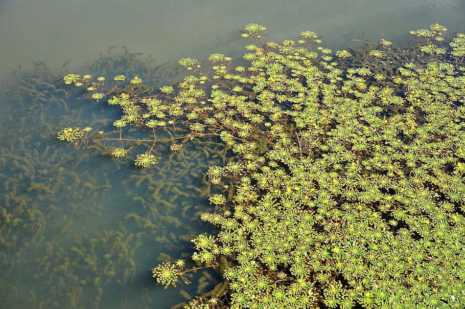 nature, aquatic, foliage, plant, growth, green color, tree HD wallpaper