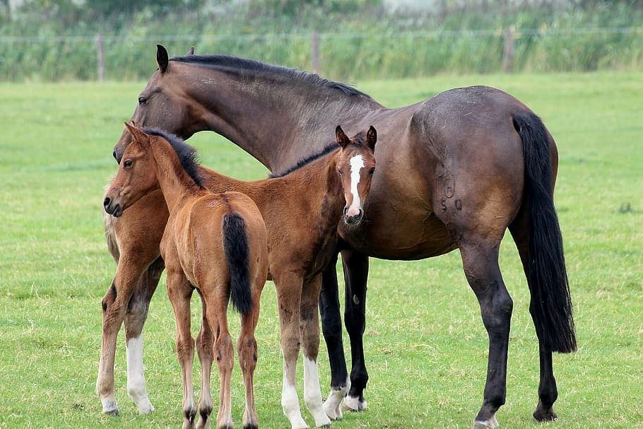 brown horse with two colts standing on green grass field, foal
