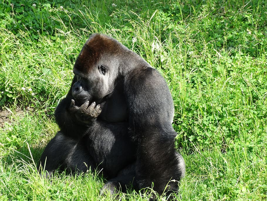 Monkey, Gorilla, Animal, Ape, Nature, wildlife, africa, grass HD wallpaper