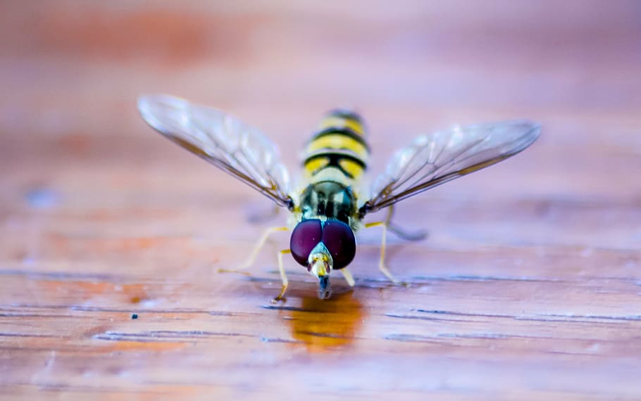hoverfly, insect, nature, macro, close, animal, summer, yellow HD wallpaper