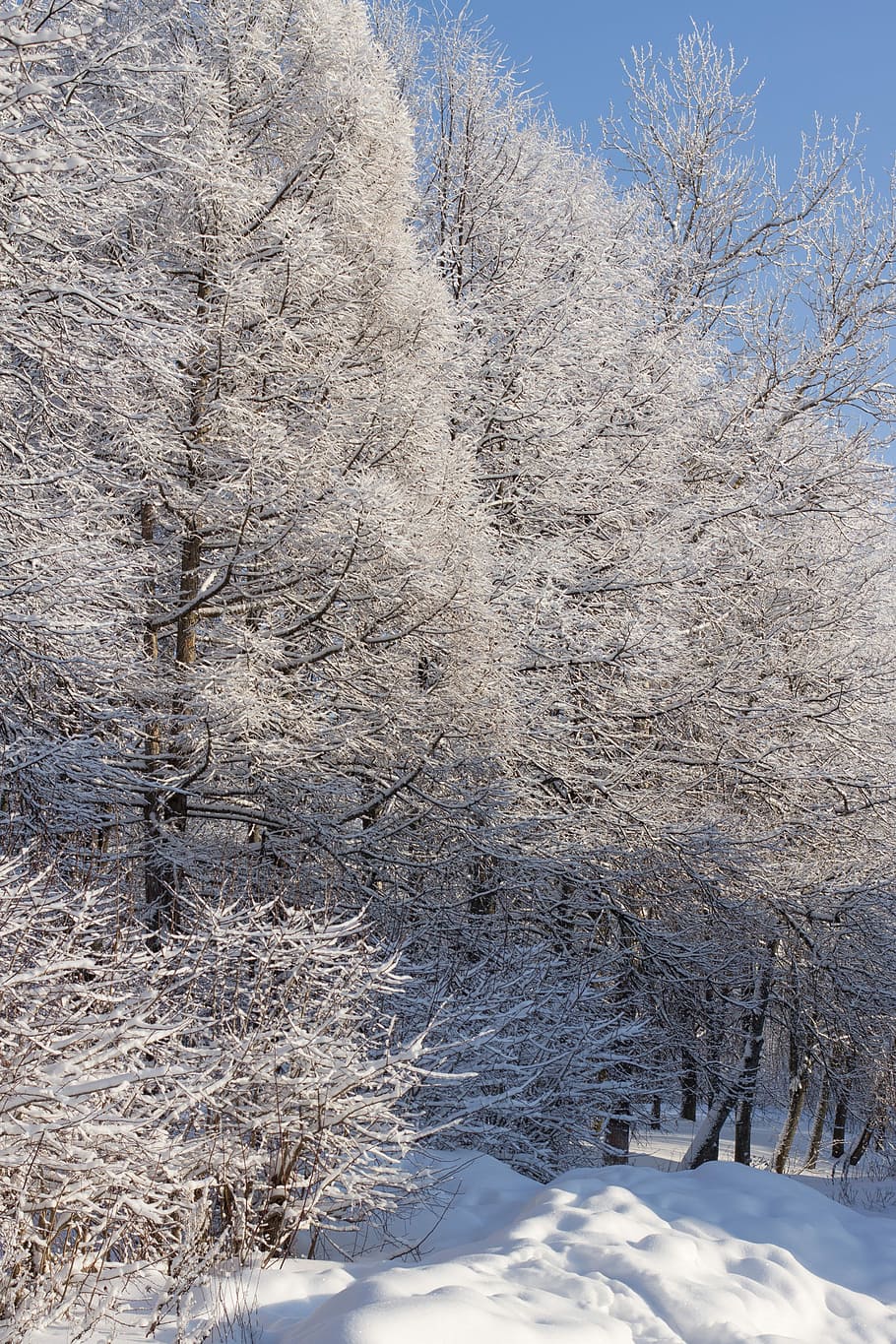 Winter, Trees, Snow, Nature, Cold, forest, frost, cold temperature HD wallpaper