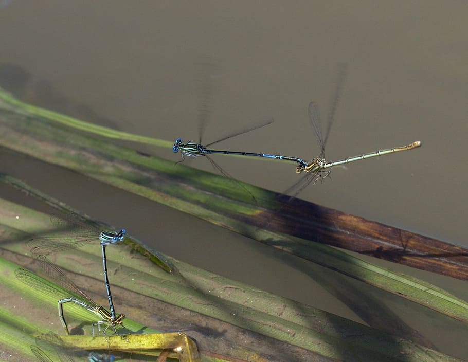 dragonflies, mating, water, invertebrate, insect, animals in the wild HD wallpaper