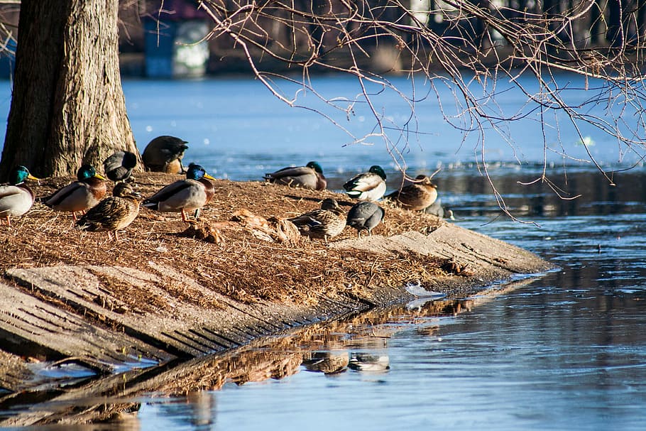 Bird, Duck, Pond, Water, Nature, Swarm, lake, forest, landscape HD wallpaper