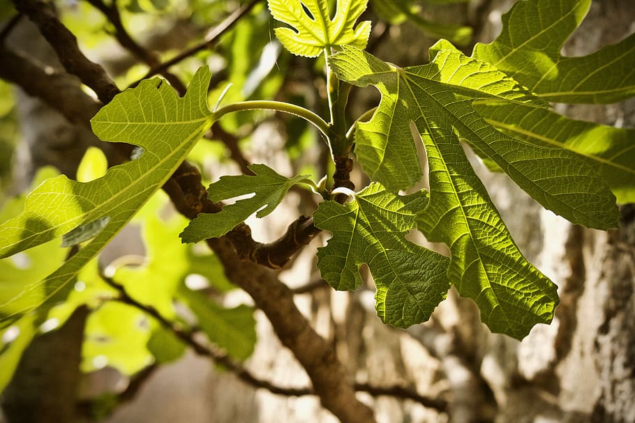 HD wallpaper: fig leaf, green, tree, branch, fruit, shadows