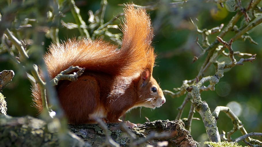 brown squirrel on tree close-up photo, red, rodent, verifiable kitten, HD wallpaper