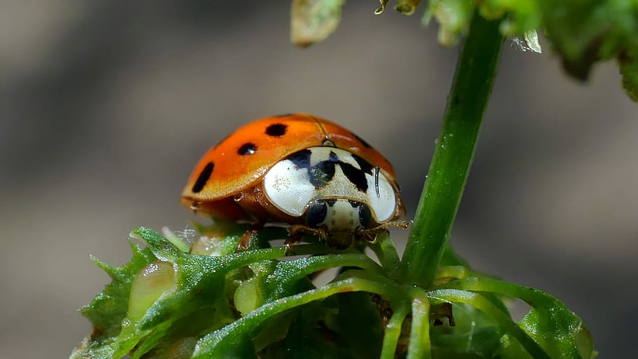 insect, ladybug, macro, red, nature, animal wildlife, invertebrate HD wallpaper