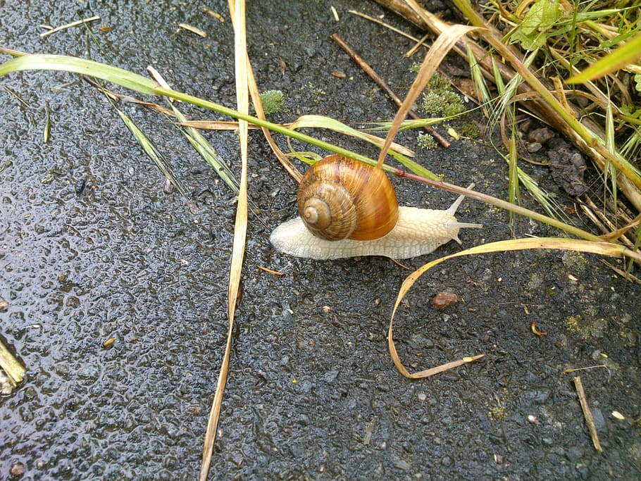 snail, shell, mollusk, slowly, brown, animal, animal themes HD wallpaper