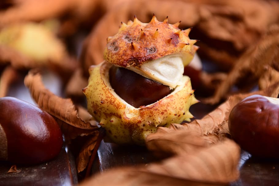 chestnut, close, buckeye, autumn, leaves, nature, macro, autumn colours HD wallpaper
