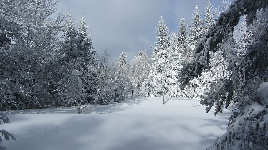 snow covered trees during daytime photography, landscape, white HD wallpaper