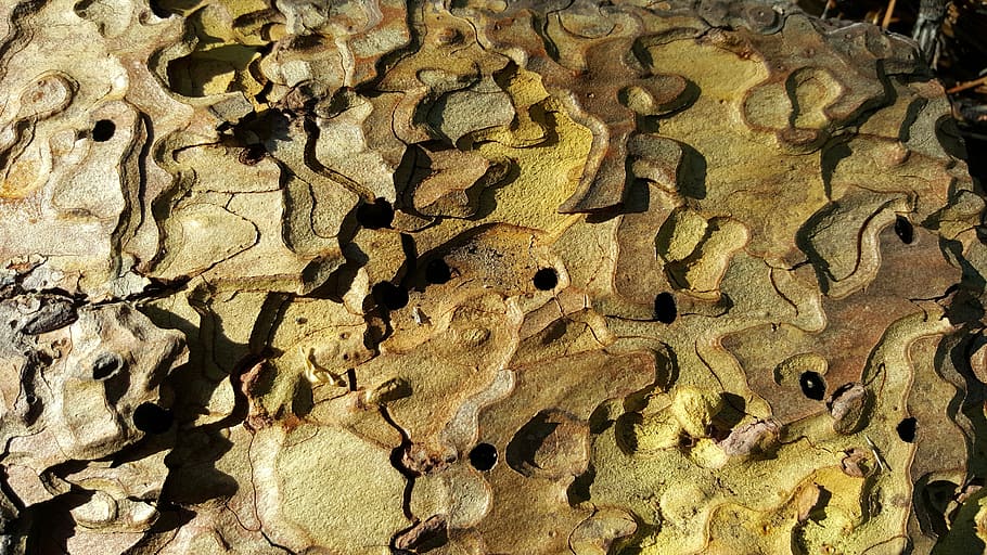 wood, bark, tree, nature, texture, natural, outdoor, full frame HD wallpaper