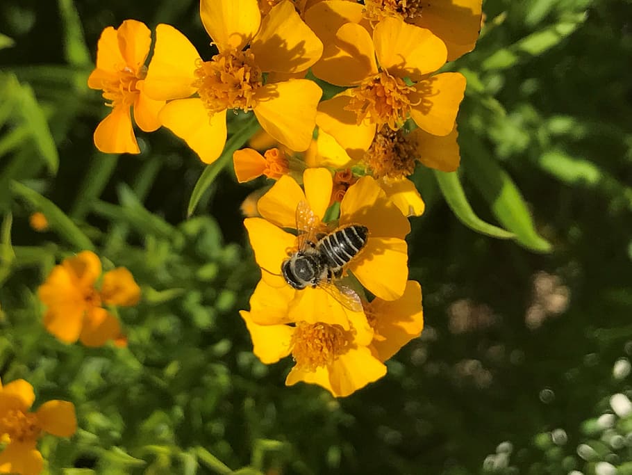 bee, flower, spring, bright, blossom, outdoor, insect, invertebrate HD wallpaper