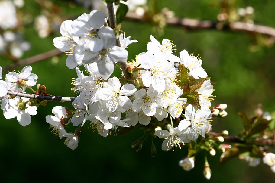 fruit tree, flowers, spring, flowering, blooming, white, branch HD wallpaper