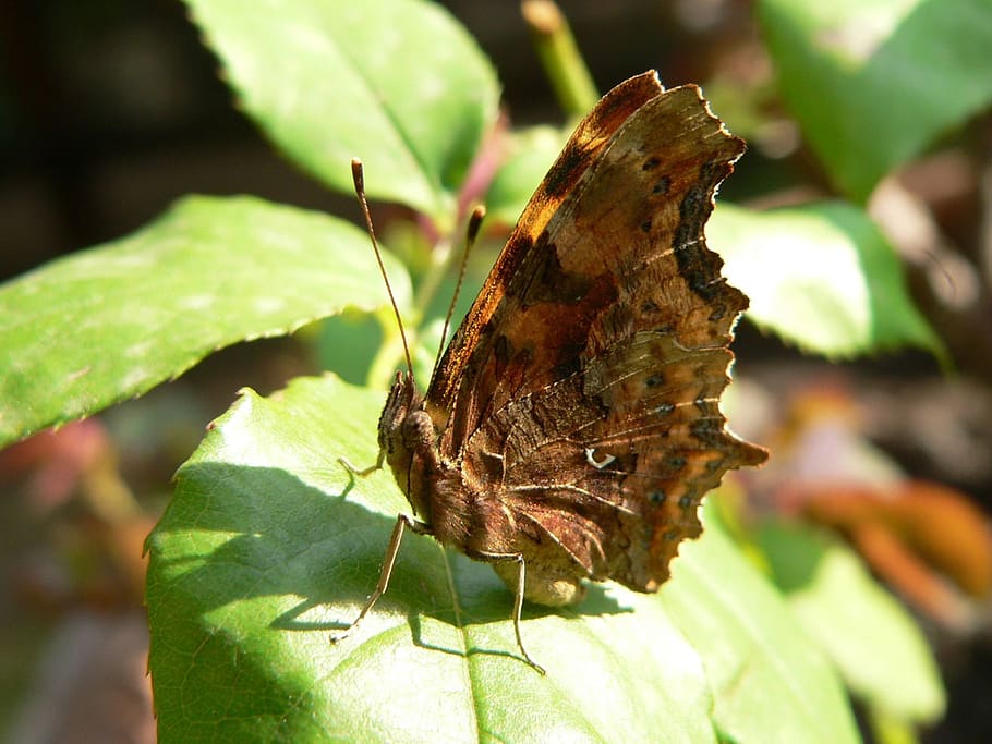butterfly, insect, proboscis, sitting, leaf, invertebrate, animal wildlife HD wallpaper