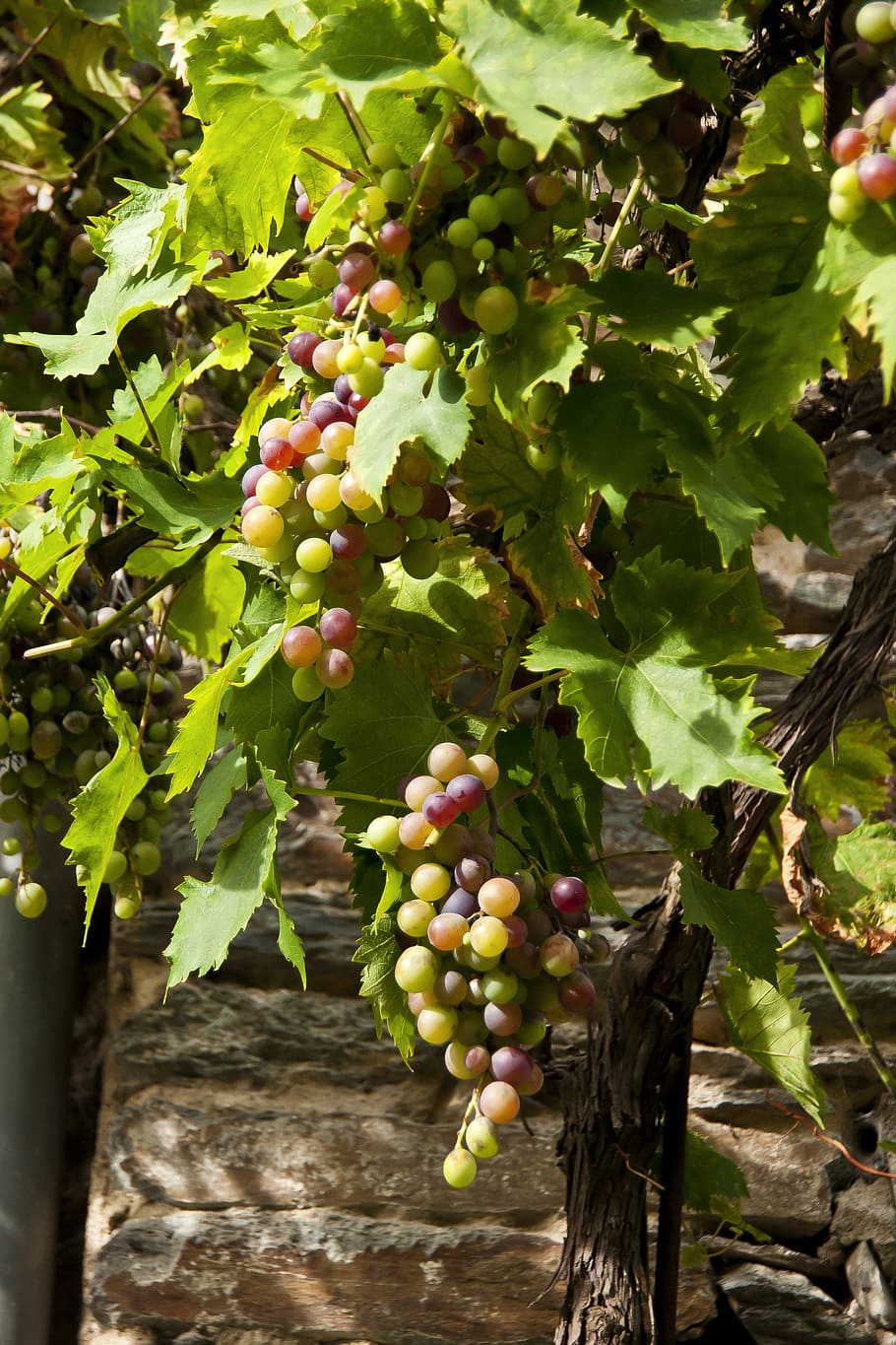 Grape, Cluster, Vine, growth, agriculture, fruit, food and drink HD wallpaper