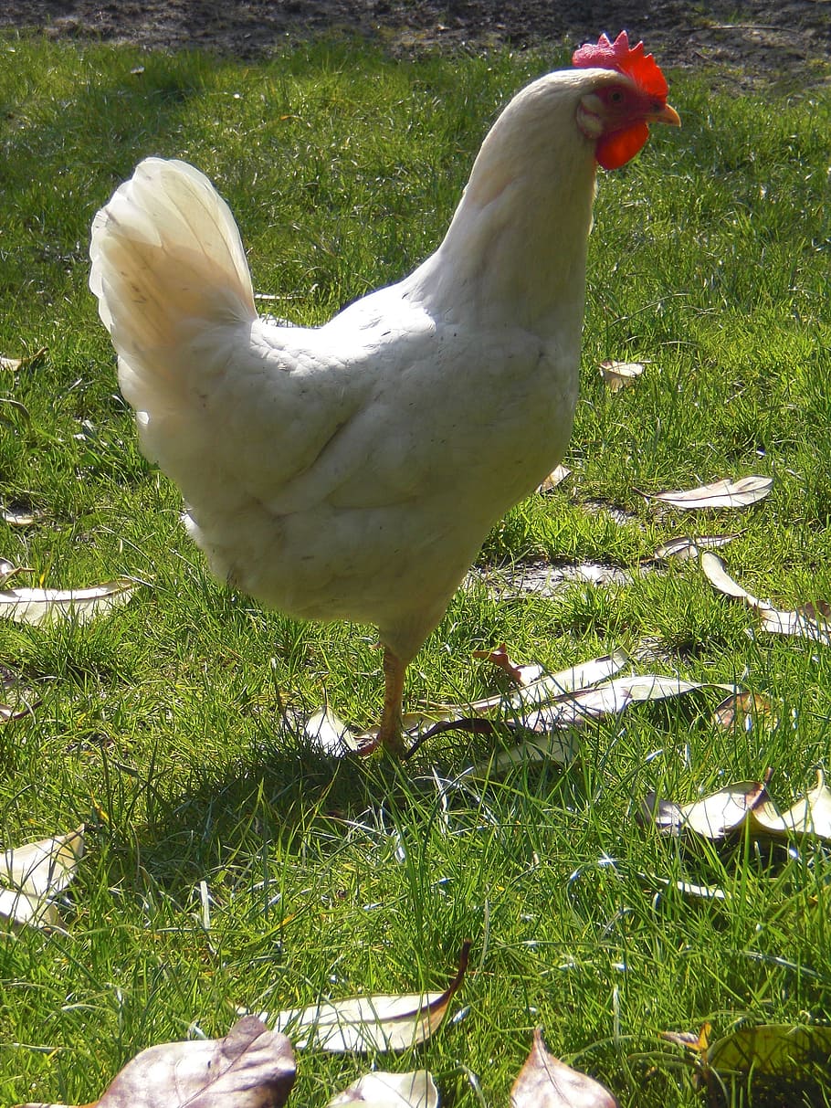 chicken, white, meadow, bird, animal, animal themes, vertebrate HD wallpaper