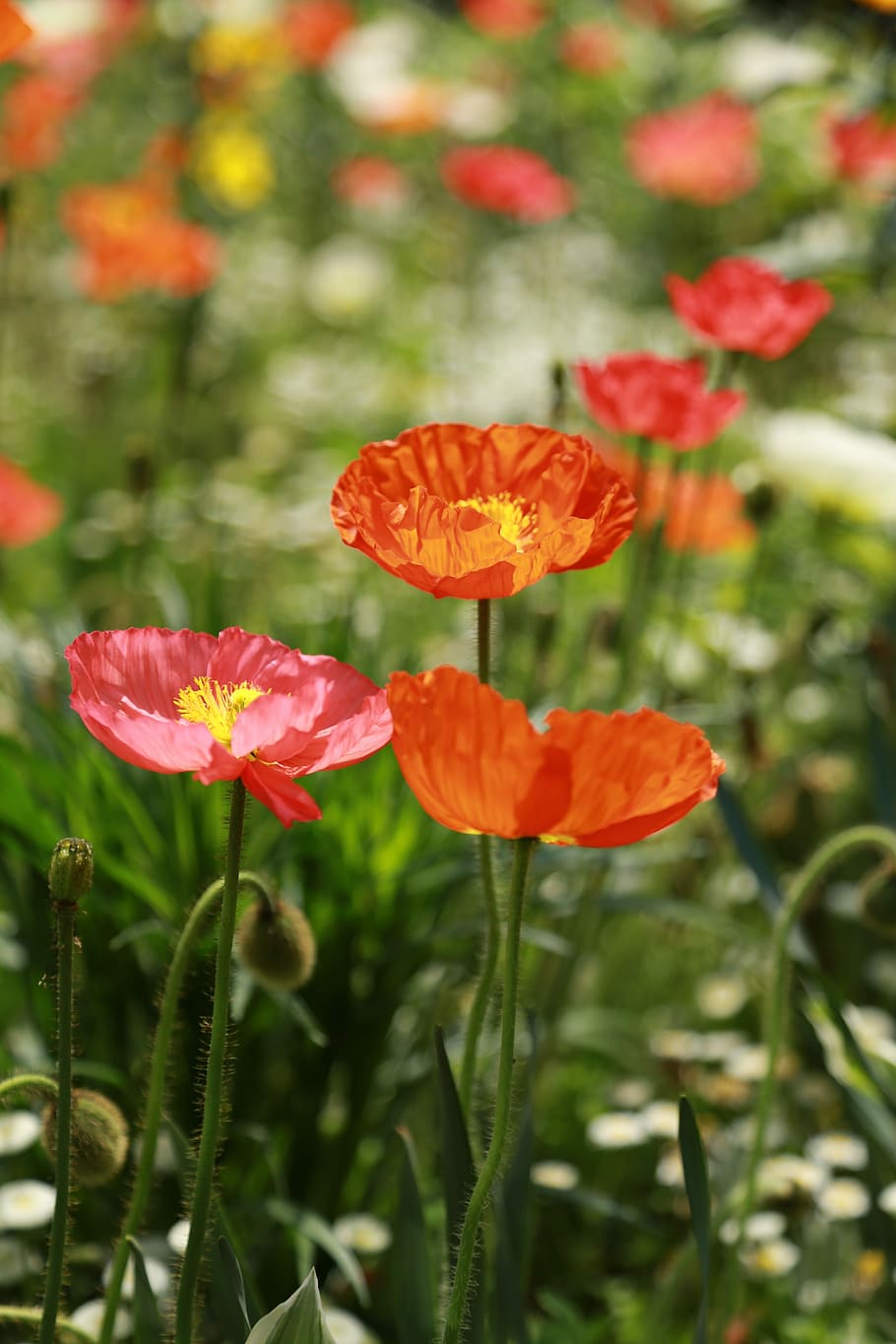 red poppy flowers in selective focus photography, plants, papaverales, HD wallpaper