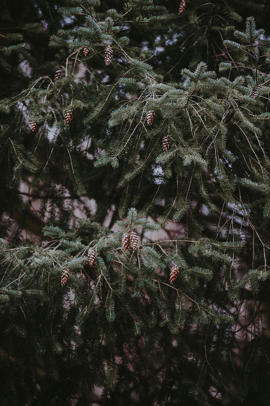 pine cones, closeup photo of pine cone tree, woodland, forest HD wallpaper