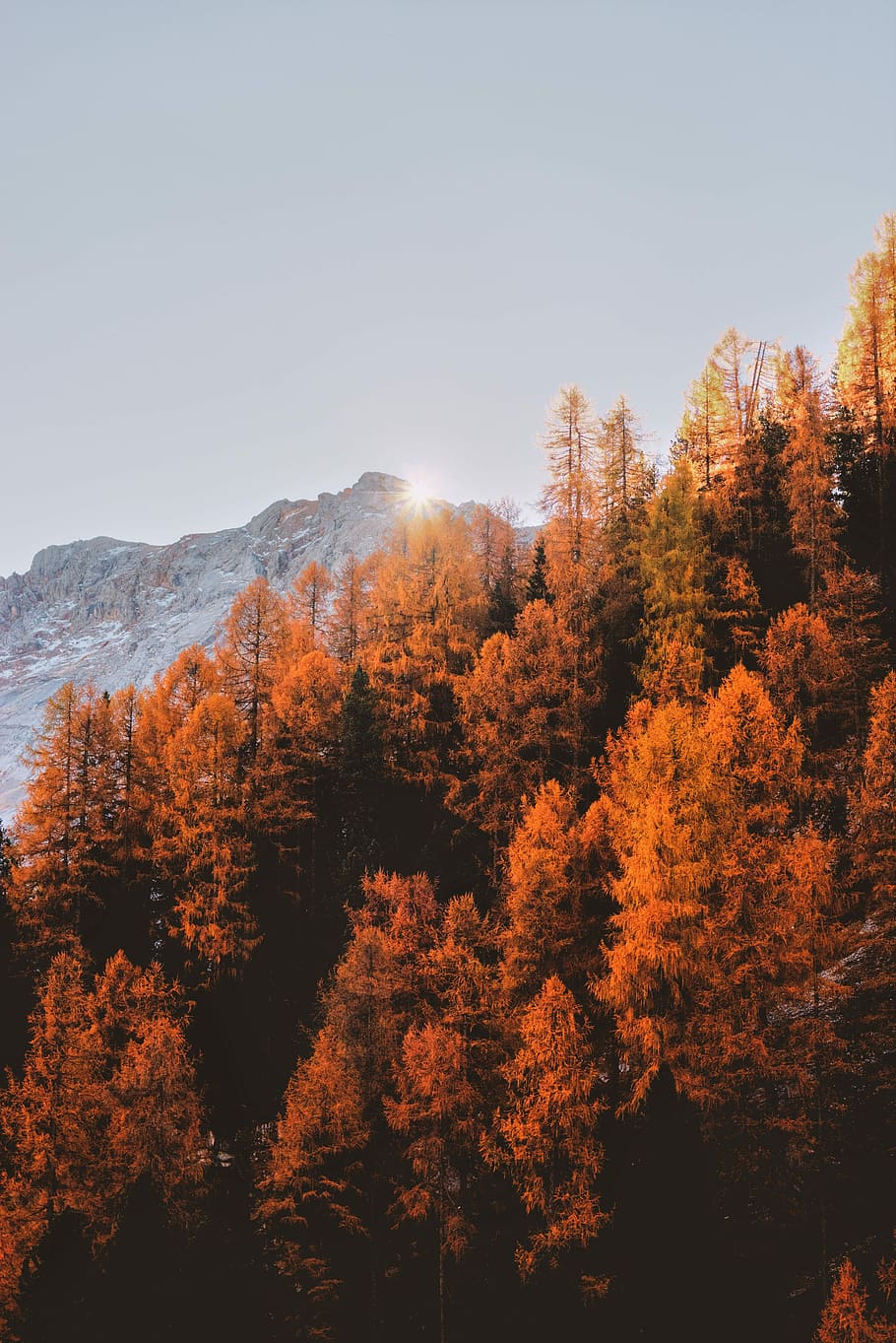 brown leafed trees, brown spruce trees under gray skies during day time HD wallpaper