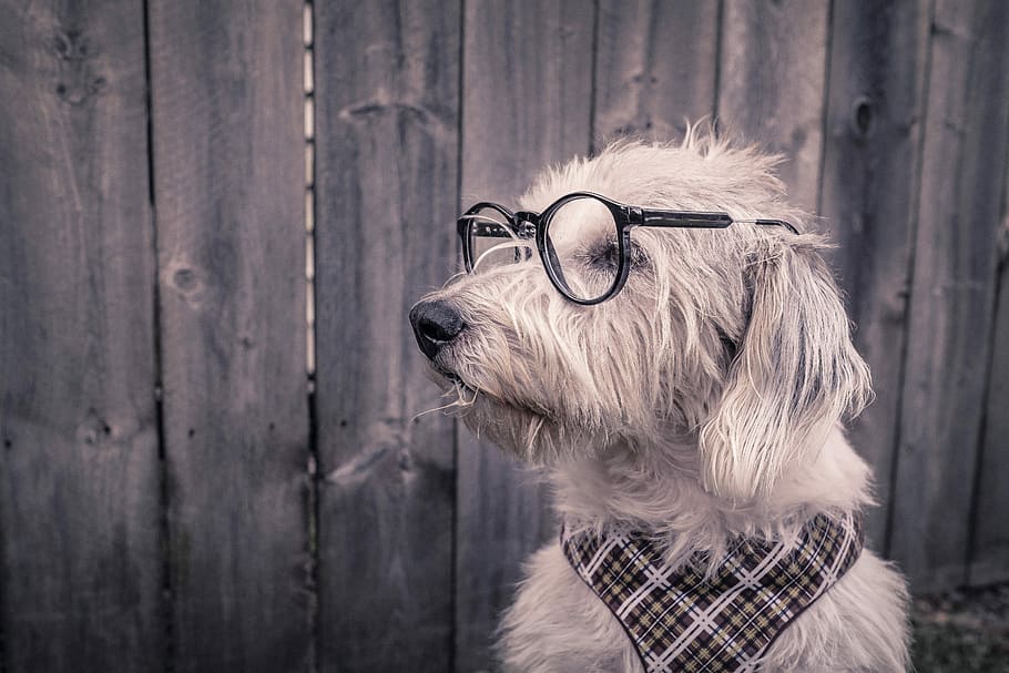 white dog wearing eye glasses, animals, whimsical, lazy, puppy
