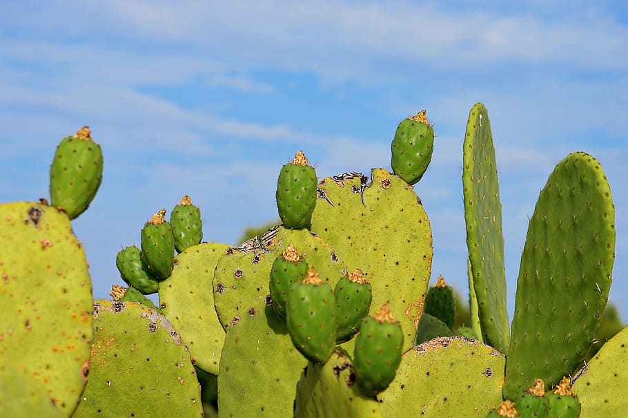selective focus photography of Barbary fig, prickly pear, prickly pears