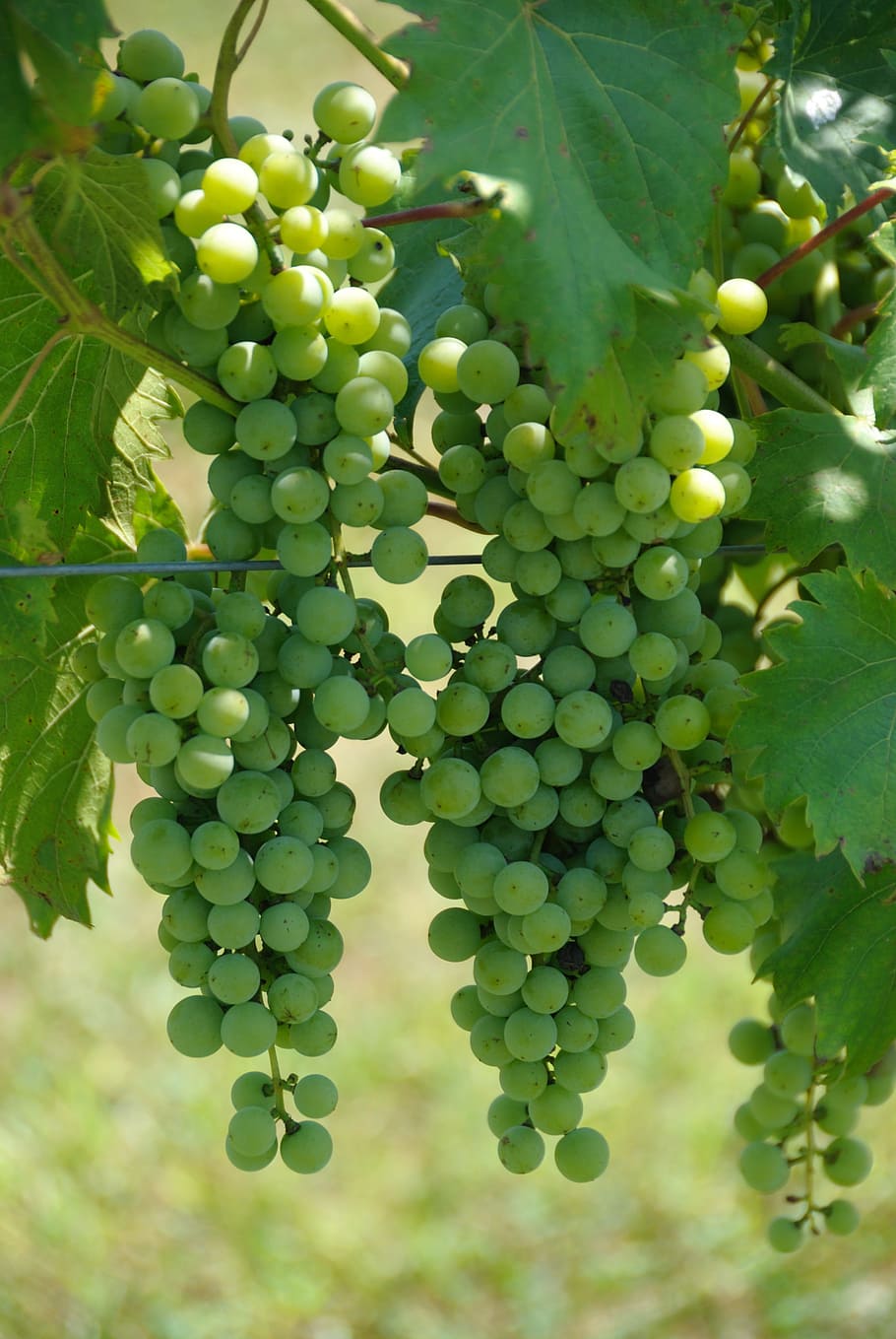Grape Vine, Grapes, Wine, Vineyard, fruit, nature, leaf, plant HD wallpaper