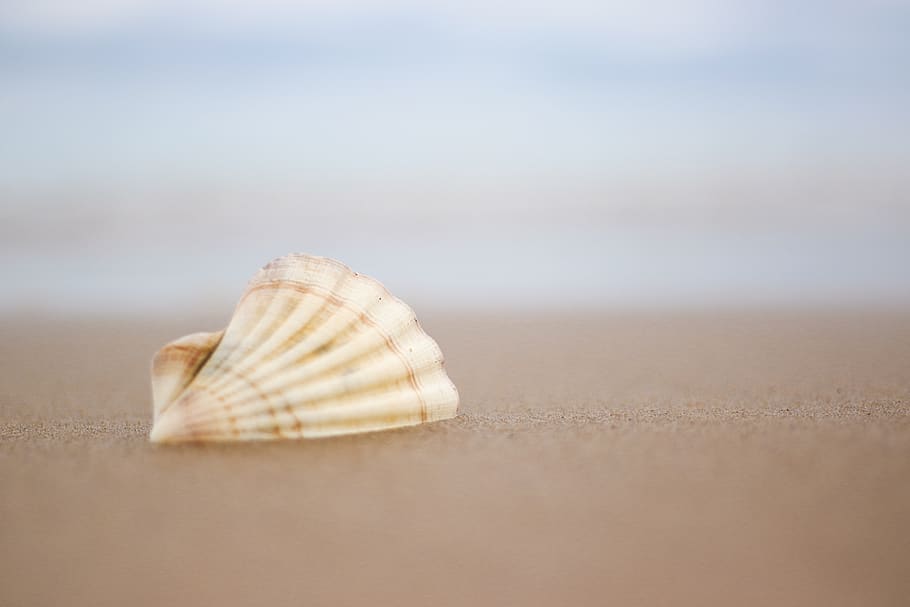 shell, beach, seashell, animal shell, sand, animal wildlife HD wallpaper