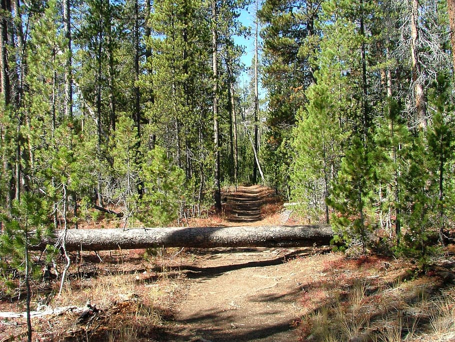 path, forest, fall, trail, hiking, tree, plant, land, growth HD wallpaper
