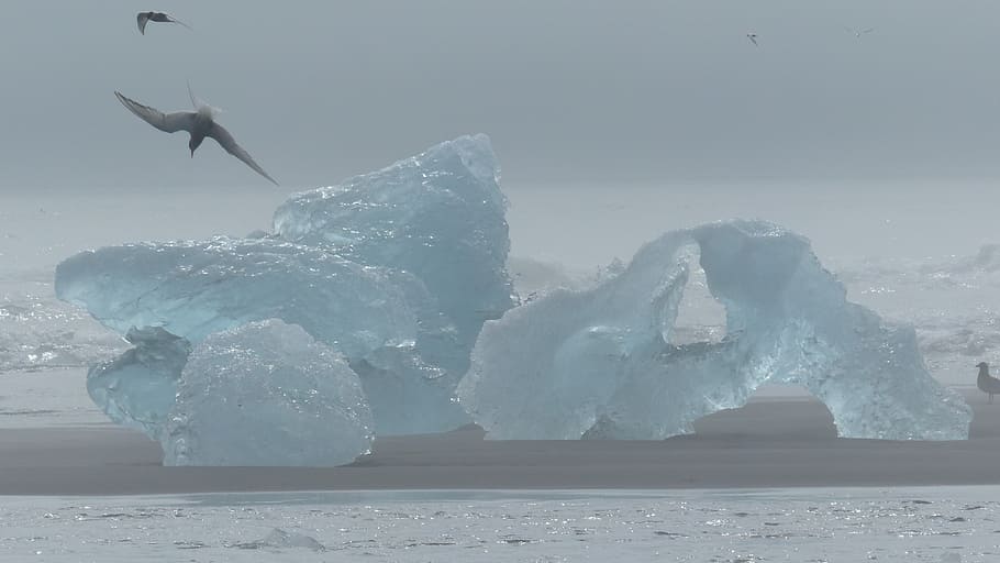 iceberg, iceland, bird, tern, iceberg - Ice Formation, nature HD wallpaper