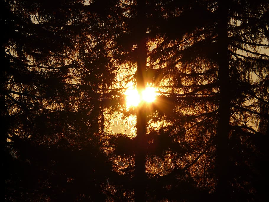 Forest, Tree, Sun, Back Light, tree trunks, mood, romance, sunset HD wallpaper