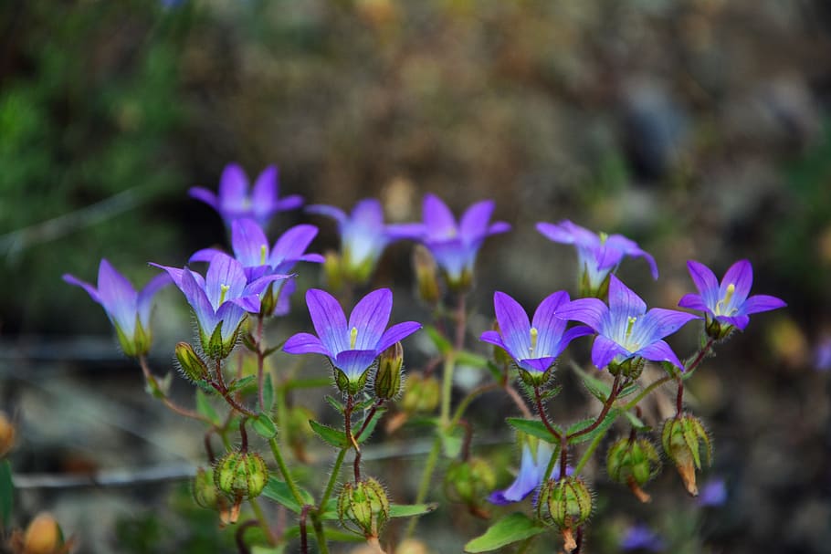 wildflowers, the bluebells, spring, nature, flora, purple flowers