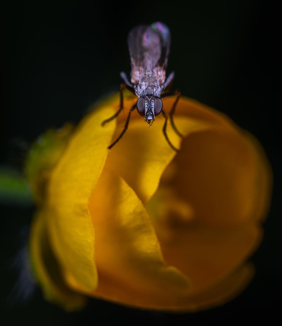 macro, insect, fly, buttercup, flower, flowering plant, close-up HD wallpaper