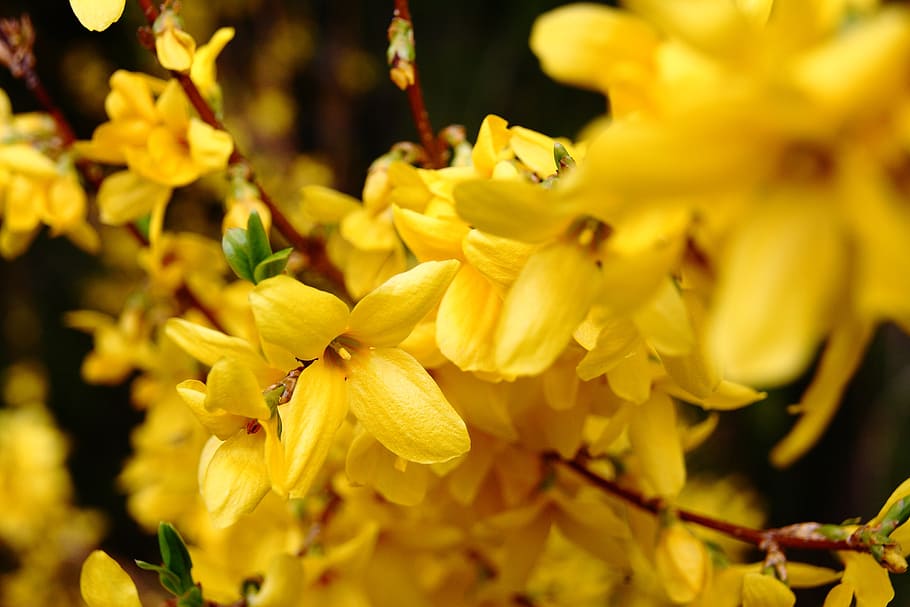flowers, spring, nature, bloom, close, yellow, flowering plant HD wallpaper