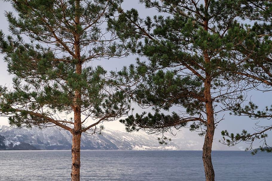 two brown-and-green trees during daytime, leafed, beside, body HD wallpaper
