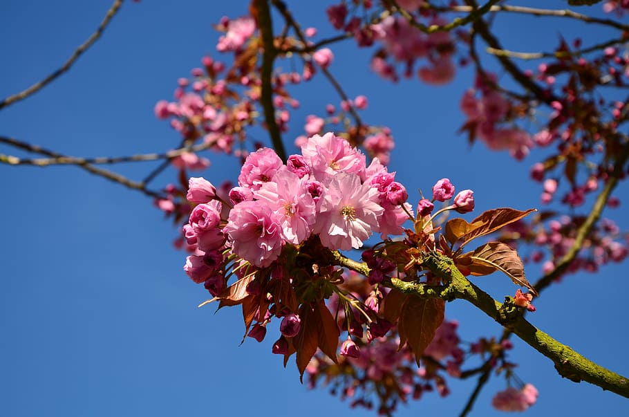 japanese flowering cherry, cherry blossoms, tree, bloom, japanese cherry trees HD wallpaper
