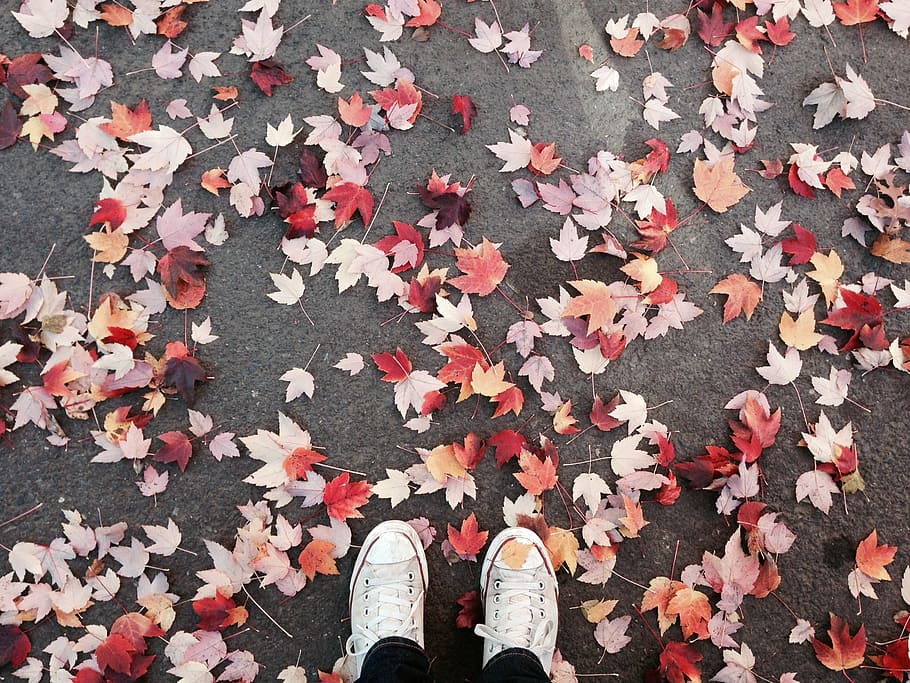 person wearing white sneakers surrounded by assorted-color maple leaves on concrete pavement, HD wallpaper