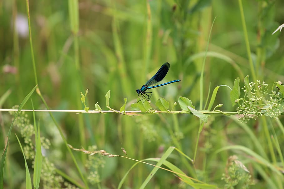 dragonfly, insect, wing, nature, flight insect, one animal HD wallpaper