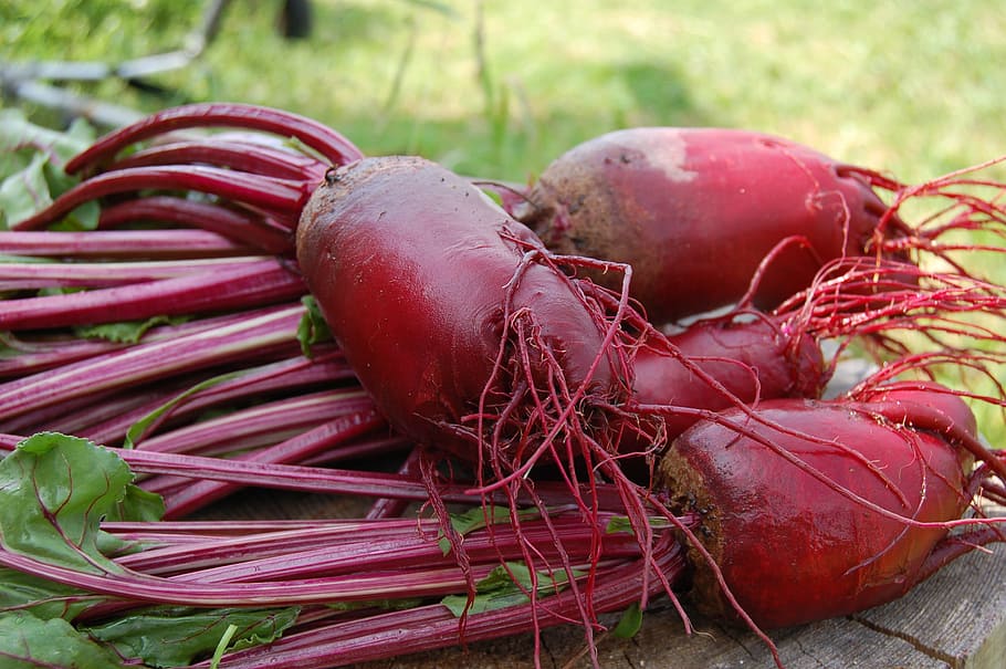 closeup photography of red bulb crops during daytime, beet HD wallpaper