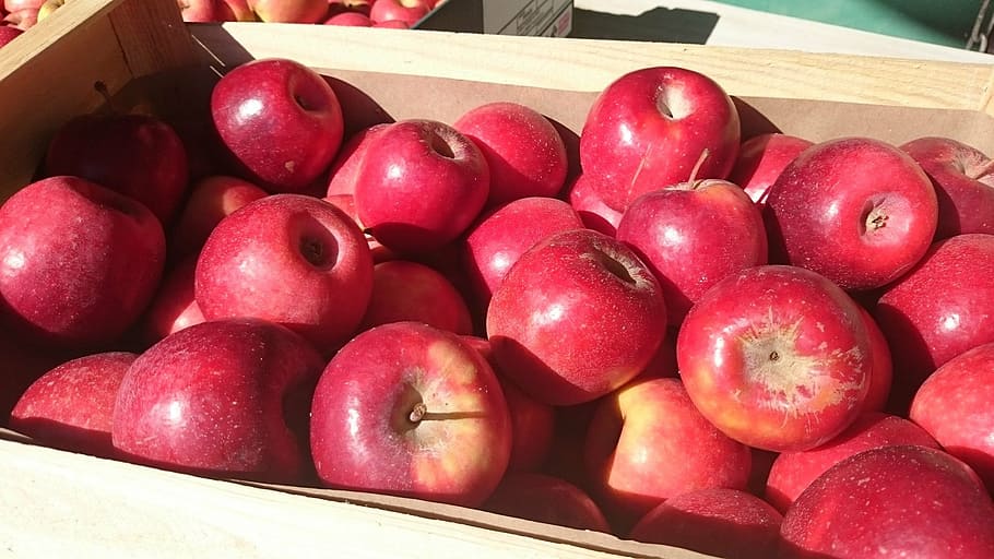 apple, red, power, fruit, orchard, garden, red apples, collection HD wallpaper