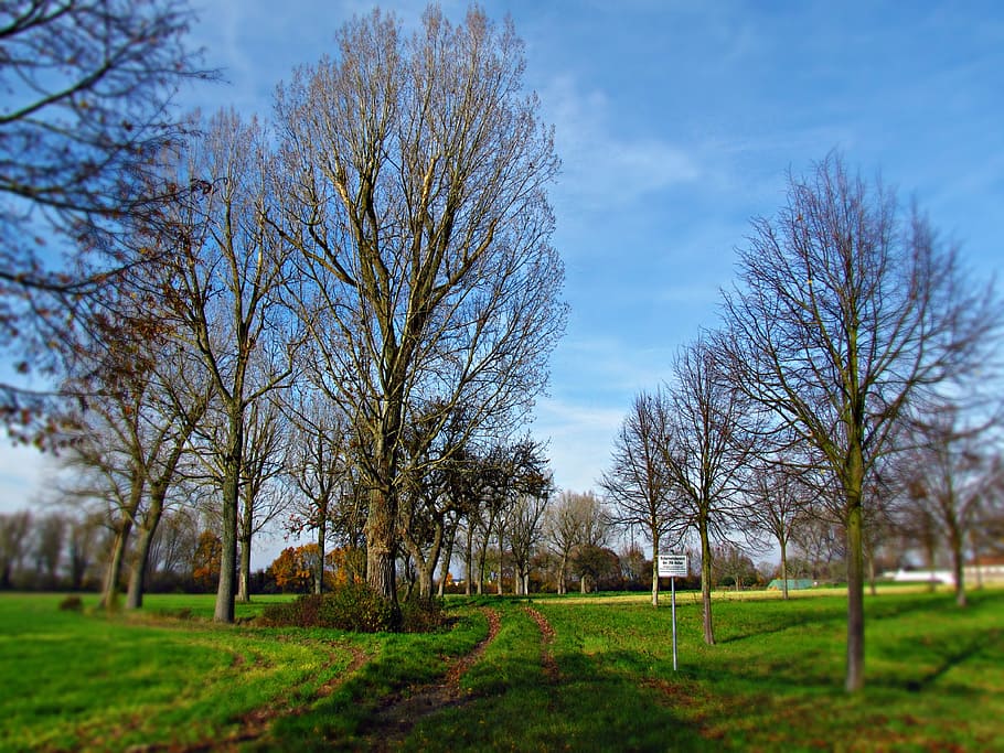 spring, tree, the sun, nature, flowers, way, green, sky, plant HD wallpaper
