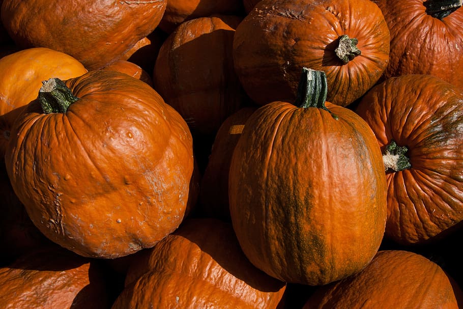Pumpkins, Cucurbita, Cucurbitaceae, cucurbita maxima, orange HD wallpaper