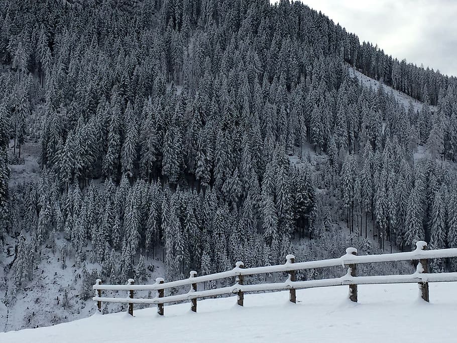 winter, snow, wintry, winter dream, winter forest, cold temperature HD wallpaper