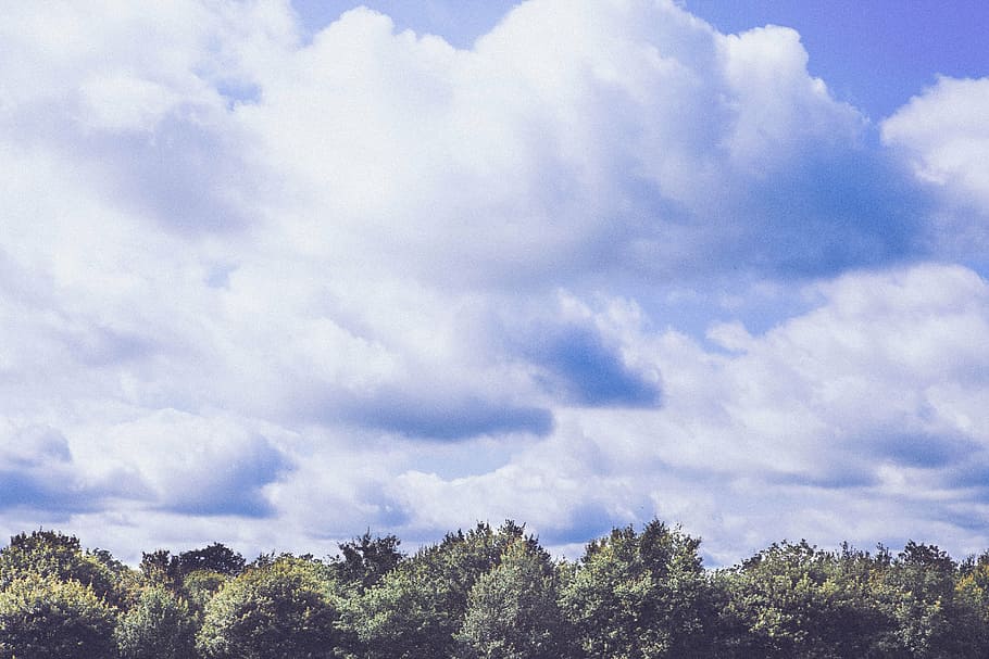 clouds, sky, forest, weather, cloud - sky, tree, plant, beauty in nature HD wallpaper