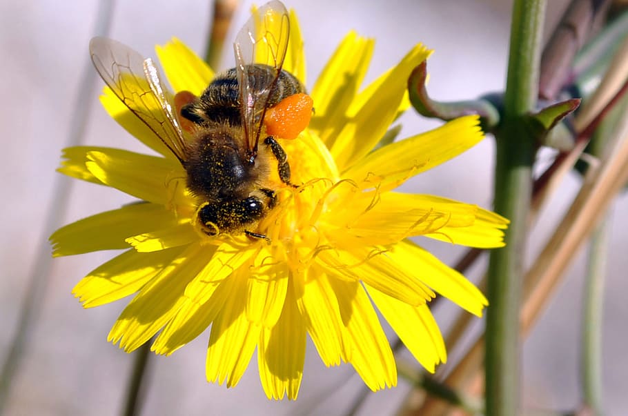 Bee, Flower, Pollen, Honey, Daisy, daisy flower, hive, marguerit HD wallpaper